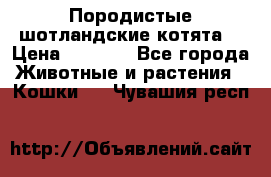 Породистые шотландские котята. › Цена ­ 5 000 - Все города Животные и растения » Кошки   . Чувашия респ.